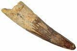 Real Spinosaurus Tooth - Huge Dinosaur Tooth #307949-1